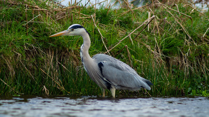 Large Grey Heron, Ardeidae, Single Bird Close Up, eye line low angle water level view, searching for food, fishing, on riverbank