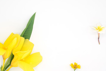 Champa, yellow flower isolated