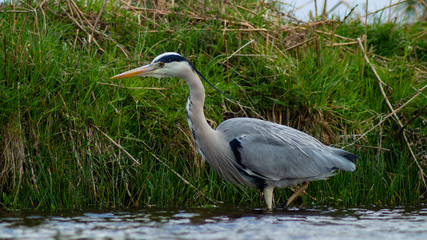 Large Grey Heron, Ardeidae, Single Bird Close Up, eyeline low angle view, searching for food on riverbank