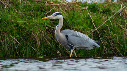 Large Grey Heron, Ardeidae, Single Bird Close Up, eye line low angle water level view, searching for food on riverbank