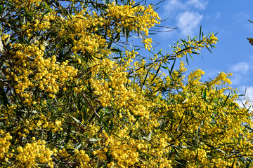 Naklejka premium Yellow tree in spring. Mimosa flowers. 