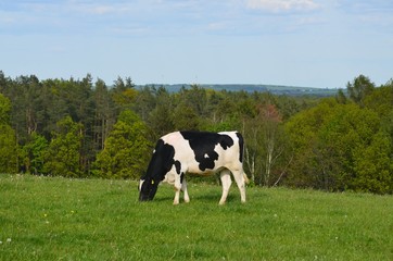 Kuh - Rind auf der Weide beim grasen
