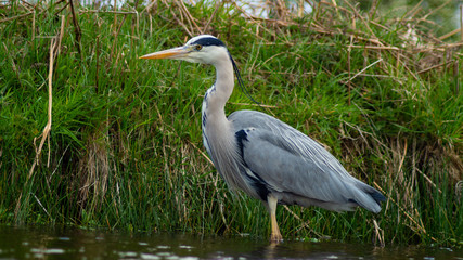 Large Grey Heron, Ardeidae, Single Bird Close Up, eyeline low angle view, searching for food on riverbank
