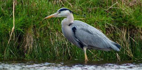 Large Grey Heron, Ardeidae, Single Bird Close Up, eyeline low angle view, searching for food on riverbank