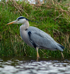 Large Grey Heron, Ardeidae, Single Bird Close Up, eye-line low angle water level view searching for food, fishing on riverbank