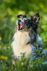 Miniatur australian shepherd dog licks his mouth