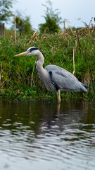 Large Grey Heron, Ardeidae, Single Bird Close Up, eyeline low angle view, searching for food on riverbank