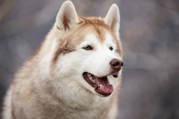 Beautiful and free Siberian Husky dog sitting in the forest in spring on snowy day