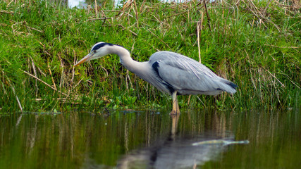 Large Grey Heron, Ardeidae, Single Bird Close Up, eyeline low angle view, searching for food on riverbank
