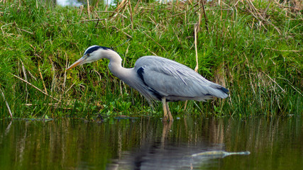 Large Grey Heron, Ardeidae, Single Bird Close Up, eyeline low angle view, searching for food on riverbank