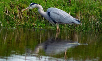 Large Grey Heron, Ardeidae, Single Bird Close Up, eyeline low angle view, searching for food on riverbank