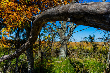 Campo