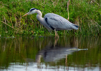 Large Grey Heron, Ardeidae, Single Bird Close Up, eye line low angle water level view, searching for food, fishing, on riverbank