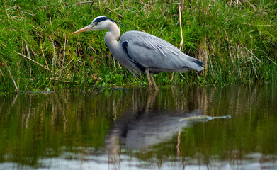 Large Grey Heron, Ardeidae, Single Bird Close Up, eyeline low angle view, searching for food on riverbank