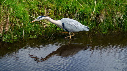 Large Grey Heron, Ardeidae, Single Bird Close Up, eyeline low angle view, searching for food, fishing, on riverbank