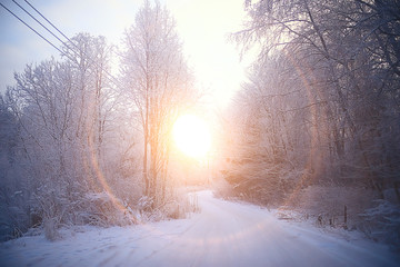 Obraz premium sunset in the winter forest / February sunset in the park, snow forest and sun, winter rest
