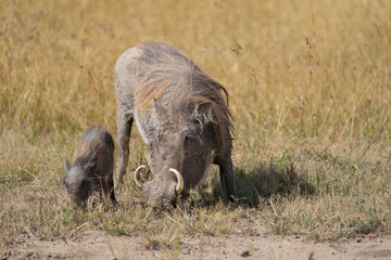 Warthog with baby feeding in the grass