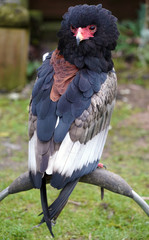 Bateleur Eagle