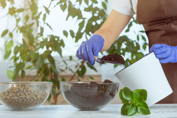 A young woman transplants plants in another pot at home. Home gardening tools.