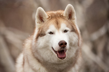 Beautiful and happy Siberian Husky dog sitting in the forest in spring on snowy day