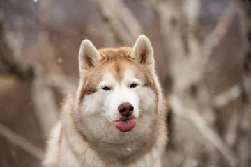 Funny and happy Siberian Husky dog with tonque hanging out sitting in the forest in spring on snowy day