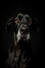 Black great dane in black background face close up