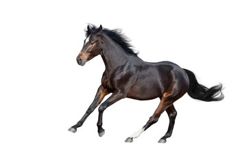 Bay stallion isolated on white background
