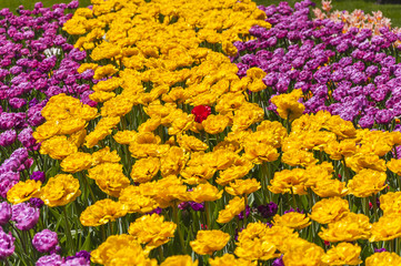 Fototapeta na wymiar Flowerbed multicolored in garden landscape