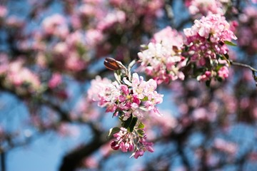 Beautiful blossom Apple Tree branches swaying in the wind in spring.