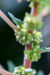 Detalle de planta
