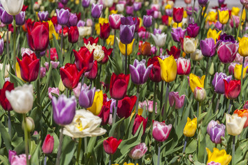 Obraz premium Flowerbed multicolored in garden landscape