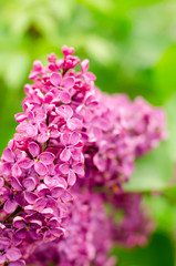 Fototapeta na wymiar Blooming lilac. Purple bunch of lilac in May day
