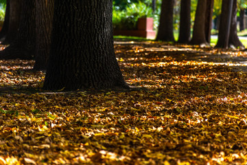 Otoño