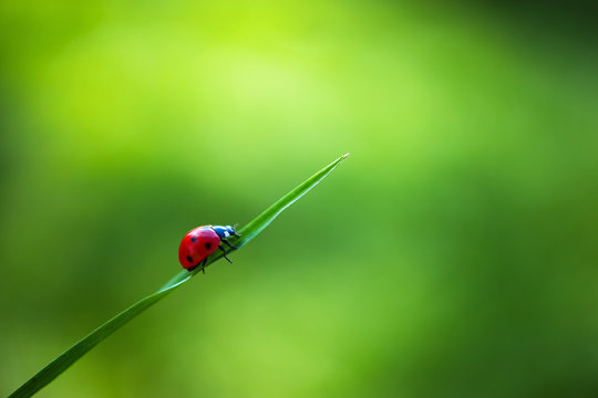 Ladybug insect walking on fresh green leaves in countryside field, beautiful spring day