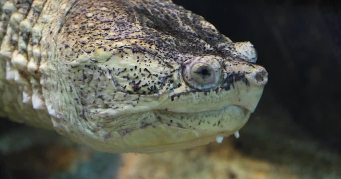 Common snapping turtle in water