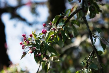 Beautiful blossom Apple Tree branches swaying in the wind in spring.