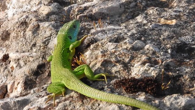 Westliche Smaragdeidechse (Lacerta bilineata)