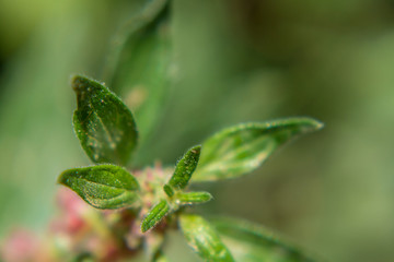 Detalle de planta