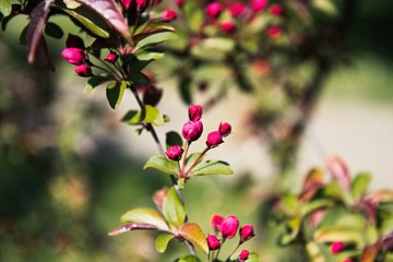 Obraz premium Beautiful blossom Apple Tree branches swaying in the wind in spring.