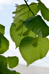 green leaves of a tree