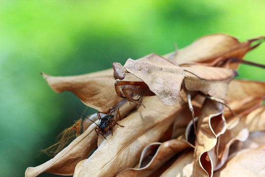 Dead leaf mantis camouflage on dried leaves ready to pounce on an insect, Indonesia