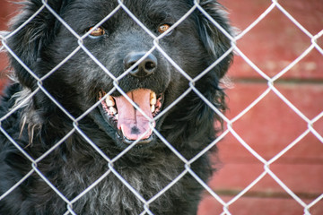 A simple guard dog, guarding a half-breed, mixed, no breed, lives on the street under the open sky and in the booth. Spring, warm weather, Rostov region, local animals of Russia.