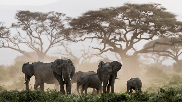 Elephants standing in Amboseli National Park