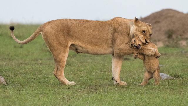 Lioness playing with cub in Maasai Mara National Reserve