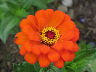 Zinnia Thumbelina . Dwarf zinnia ( Zinnia elegans ) with double red flower