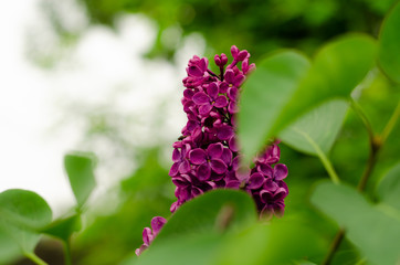 Blooming lilac. Purple bunch of lilac in May day