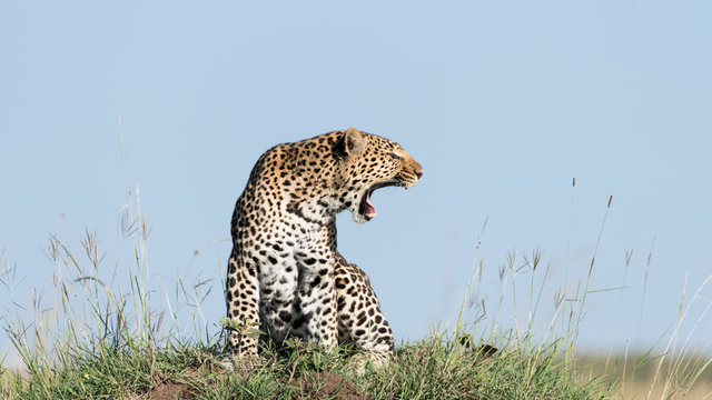 Leopard yawning in Maasai Mara National Reserve