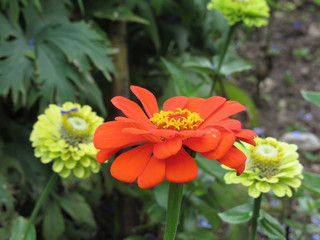 Zinnia Thumbelina . Dwarf zinnia ( Zinnia elegans ) with double red flower