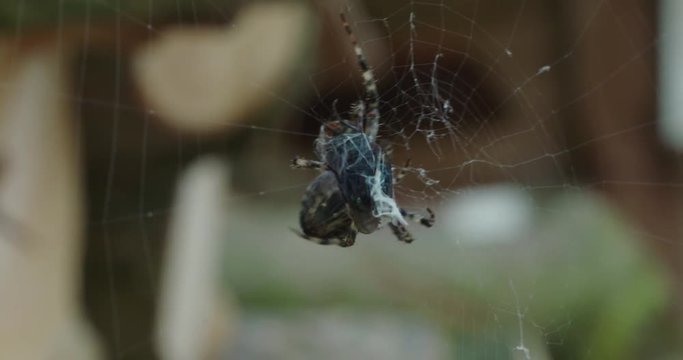 close up spider and fly in web