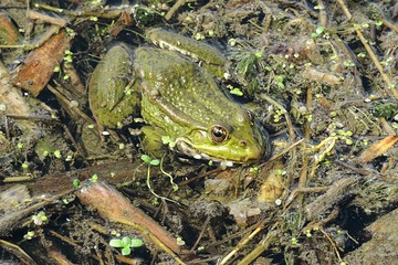 Green european frog in the pond, closeup